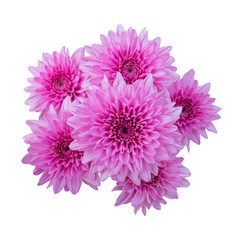 Pink flower chrysanthemum. Garden flower. white isolated background with clipping path.