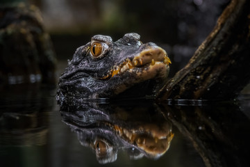 Cuvier's dwarf caiman (Paleosuchus palpebrosus)