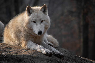 Arctic wolf (Canis lupus arctos)