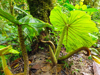 Tropical plant, in Mindo Ecuador, on wet soil.