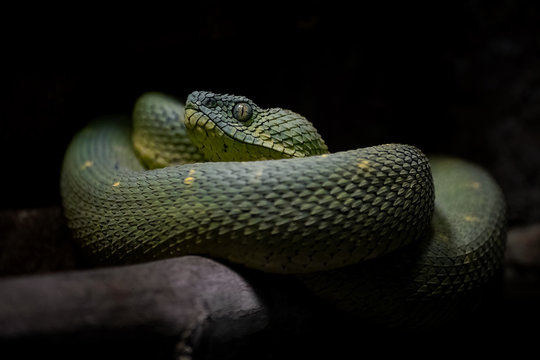 Leaf viper, Atheris squamigera, Stock image