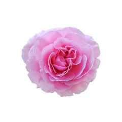 Pink rose blossom on white background. with clipping path.