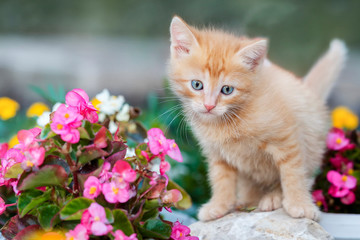 Little ginger kitten on a background of pink flowers. Beautiful card
