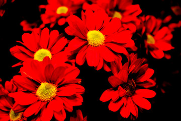 czerwone kwiaty