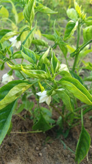 Fototapeta premium Chilli Plant