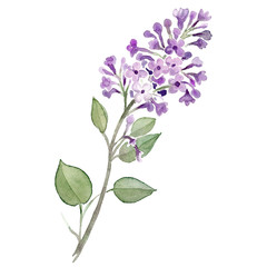 Naklejka na ściany i meble Flieder Lilac Blume violett lila Aquarell