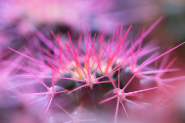 Macro photo of pink cactus. Bright and vibrant photo. Close up