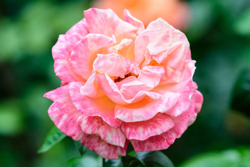 Close up of one fresh delicate pink rose in a garden in a sunny summer day, beautiful outdoor floral background photographed with soft focus