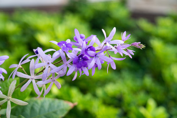 Purple flower