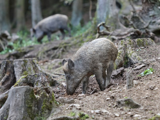 Small wild boars running in the wild in a forest