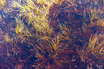 Swamp in Latvia hiding a lot of bright colors