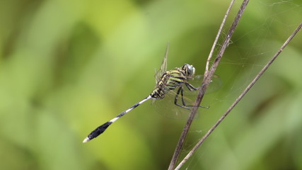 dragonfly bird wallpaper and background,stock photo
