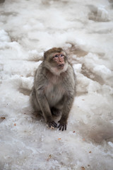 Barbary macaque sitting in the snow in the Cedre Gouraud Forest, a woodland area in the Middle Atlas Mountain Range near Fes, Morocco