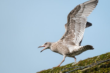Herring gull juvenile on a roof stretching his wings and squawking before attempting to fly
