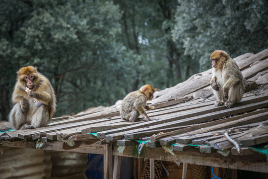 Barbary macaques sitting on the roof of a wooden cabin in the Cedre Gouraud Forest, a woodland area in the Middle Atlas Mountain Range near Fes, Morocco