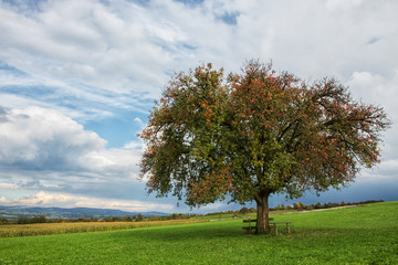 Fototapeta na wymiar Baum,Früchte,Landschaft,Birnbaum,Himmel