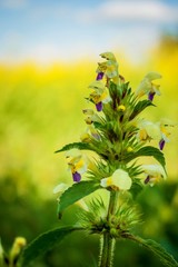 yellow flowers and blue sky