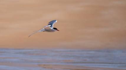 Fototapeta na wymiar Arctic tern flying along the shores of a sandy beach