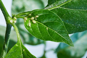 Fototapeta na wymiar small aphid on a green leaf in the open air