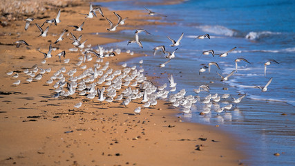 Sanderlings and Ringed plover flocking together on the shores of a sandy beach