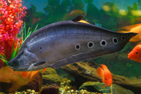 Fish. Knifefish. Big fish knife-read ocular swims in aquarium