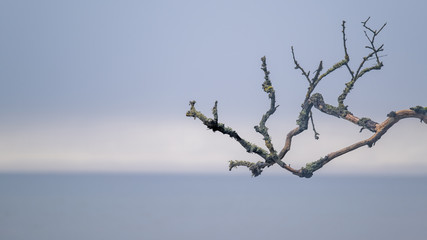 Dead tree branch poking out over the ocean