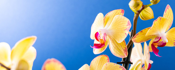 Most commonly grown house plants. Close up of orchid flower yellow bloom over blue background....