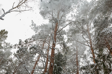 Snow falling from pine trees