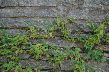 Old ancient stone wall texture with fern plants