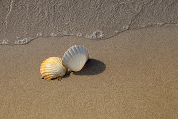 Fototapeta na wymiar two Conch shells on beach with waves.