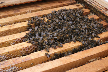How bees winter in the hive. Overview of bee hive in winter. Wintering bees.