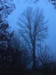 tree in fog