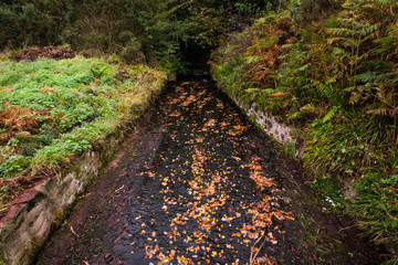 sluice overflow with autumn leaves