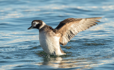 Long Tailed Duck Female Swimming