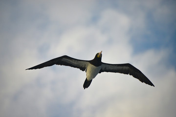 Sea gull flying in the sky in the Atlantic ocean.