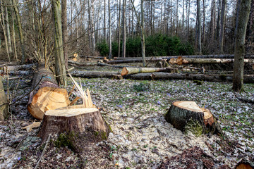 cut trees in the Bialowieza Forest