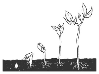 Plant growth stages set sketch engraving vector illustration. T-shirt apparel print design. Scratch board style imitation. Black and white hand drawn image.