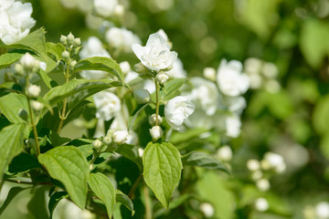 Close up of white jasmine flowers in a garden. Flowering jasmine bush in sunny summer day. Nature background.