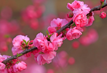 Peach blossom in the garden