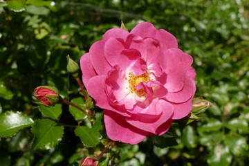 Rosa Rosen, dunkler Hintergrund, Deutschland