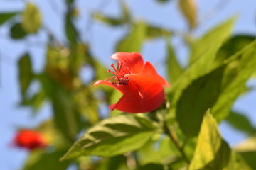 red rose in the garden