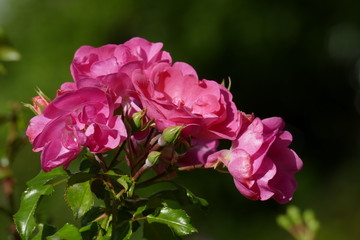 Rosa Rosen, dunkler Hintergrund, Deutschland