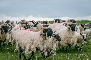 Sheep Herding in Field in Ireland