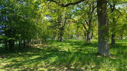 linden grove in summery germany