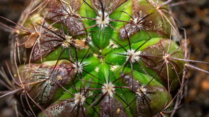 closeup of cactus with attractive color