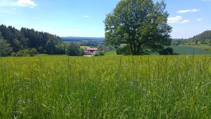summer meadow in rural germany