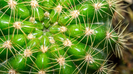 Closeup of green cactus with yellow spikes