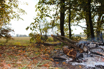 red burning fire smolders smolders burnt tree closeup
