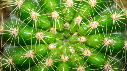 Closeup of green cactus with yellow spikes