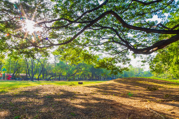 Branches of large The Rain trees that are shining through the sunlight to the many dry leave cover the grounds to be pleasant and shady on public park